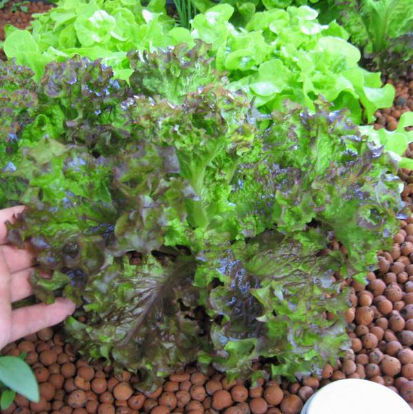 Perth Aquaponics