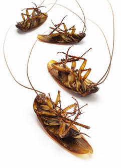 Homeguard Pest Services