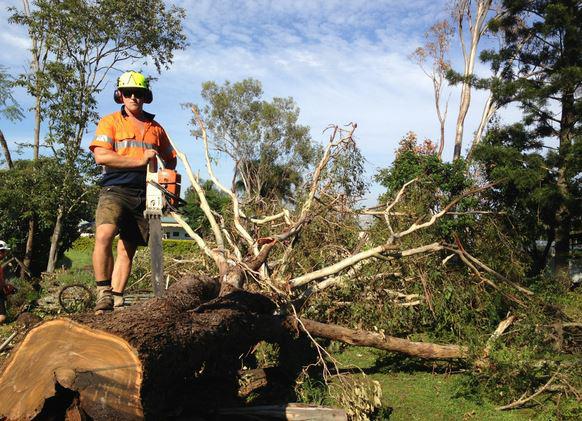 Capalaba Tree Removal: Fortitude Valley