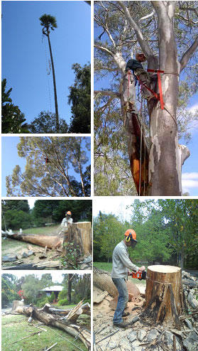 Tree Tidy SA