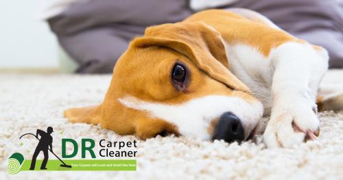 JDR Carpet Cleaning