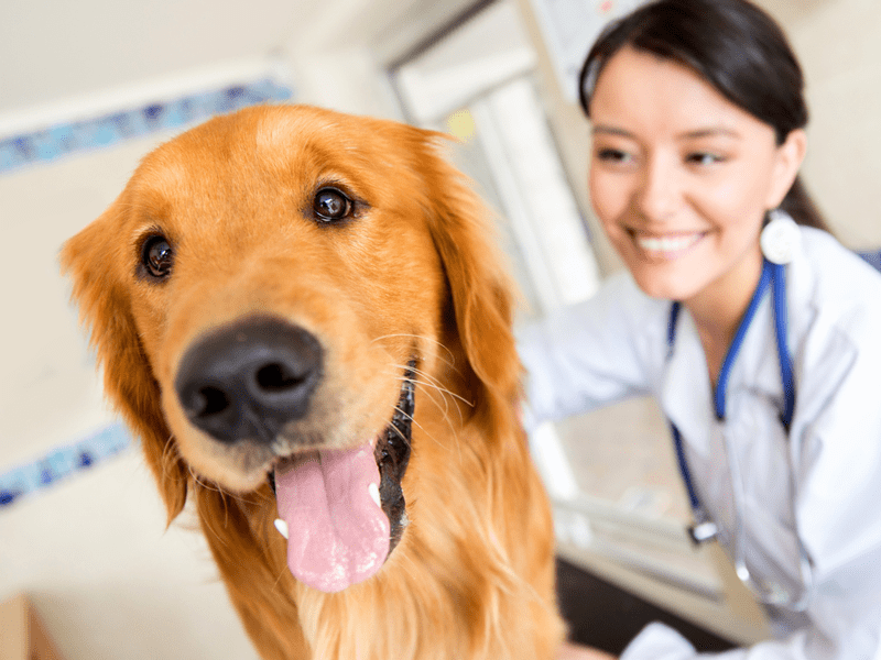 Equine Vet