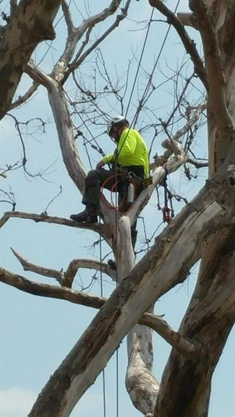 Chippers Tree Service