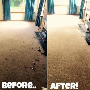Stuart's Carpet Care