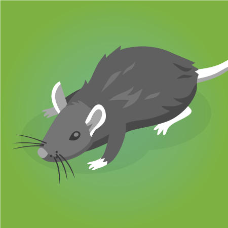 Pest Control Wollongong Maintenance