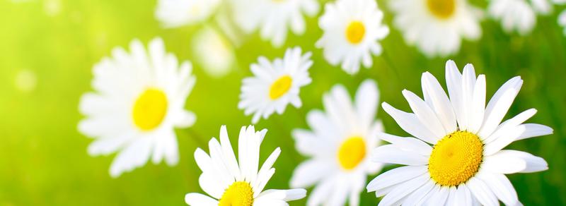 Daisy's Complete Clean: Stanley St