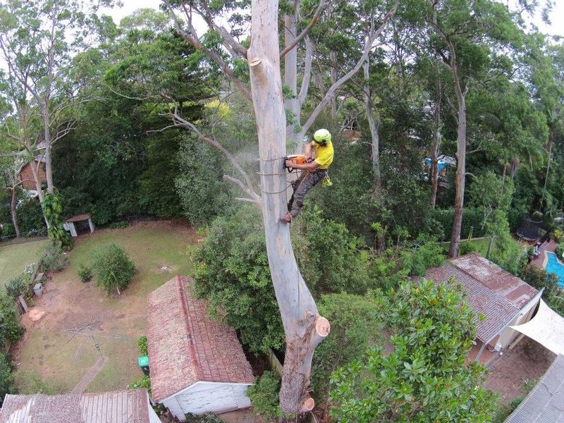 JC Tree Management