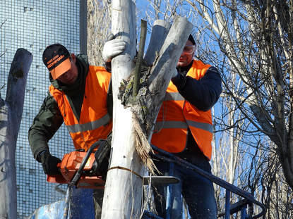 Gold Coast Tree Lopping