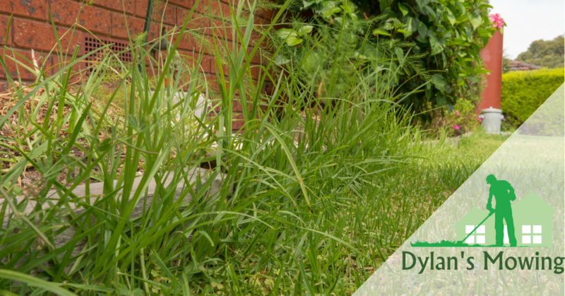 Dylan's Mowing