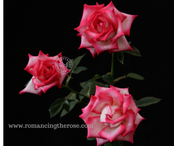 Romancing the Rose