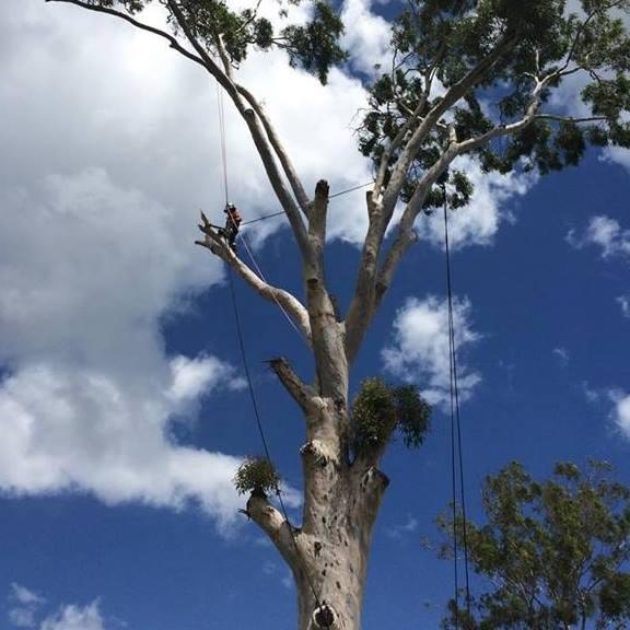 Smith Tree Solutions
