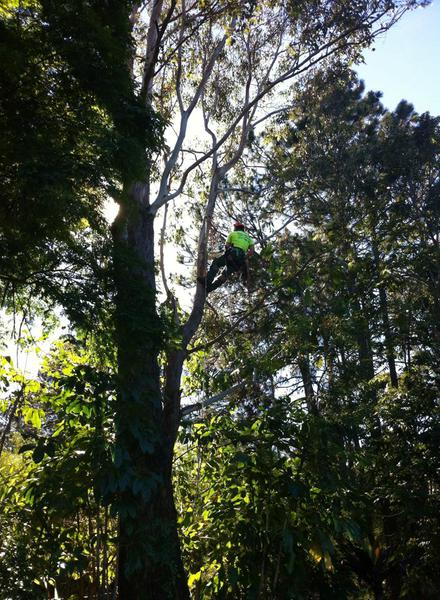 A Grade Tree Services
