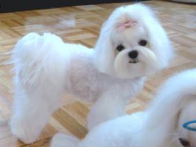 Tips and Tails