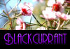 Blackcurrant Photography