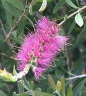 J & K Plantscapes
