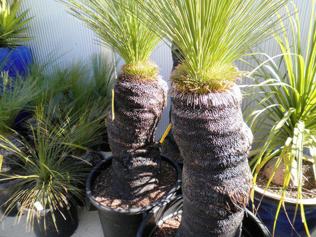 Jaydees Grass Trees