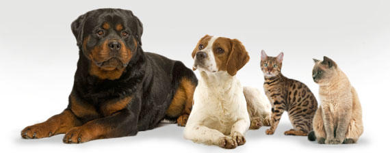 Hamilton Animal Health