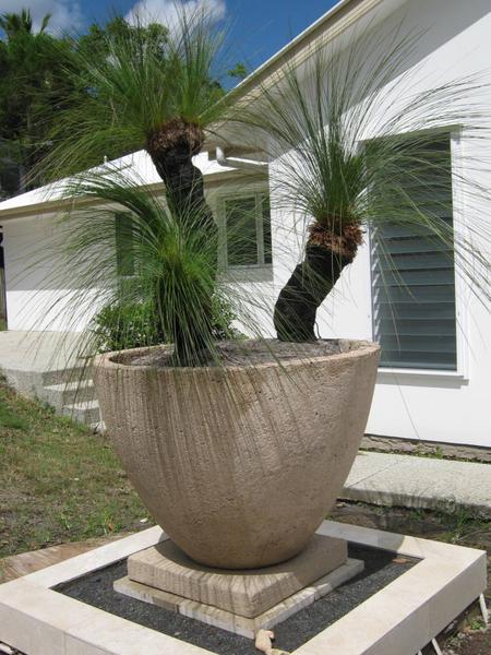 Potanico