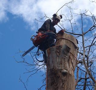 Sydney Tree Solutions