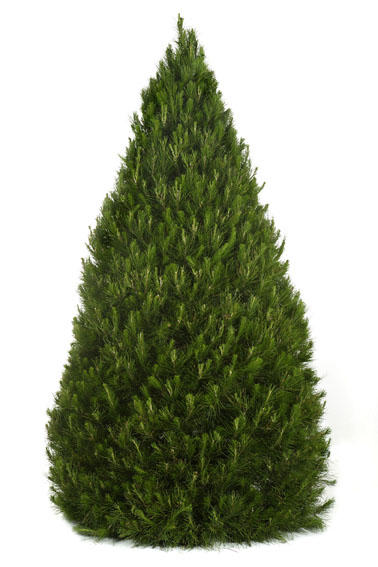Dural Christmas Tree Farm