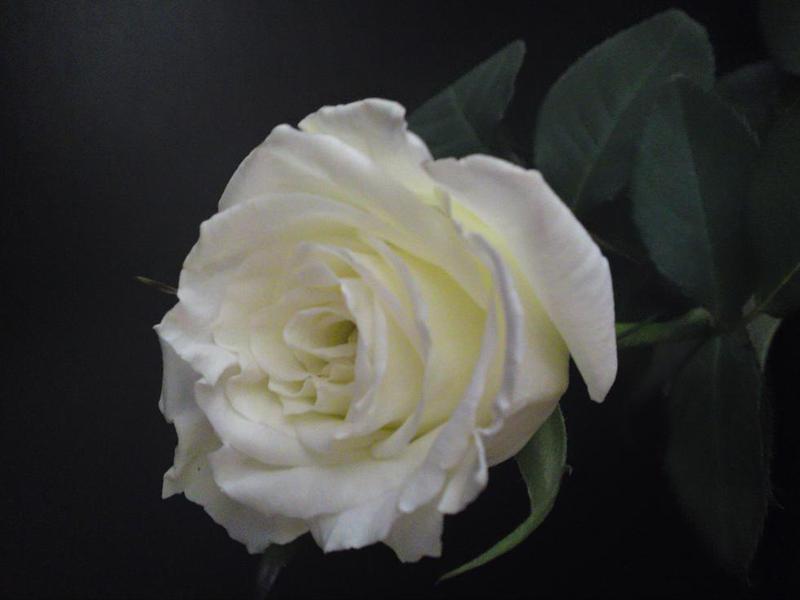 The White Rose Centre