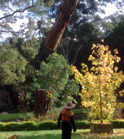 Hills District Stump Grinding: Annangrove