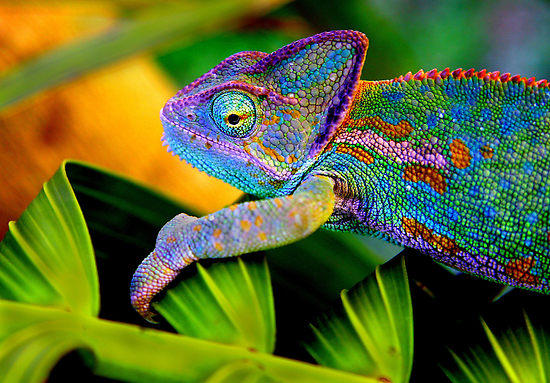 KK Chameleon Painting & Decorating