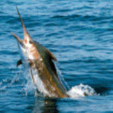 Aspro Game Fishing logo