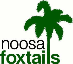 Noosa Foxtails