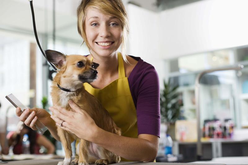 Foxy's Mobile Dog Wash & Grooming Service