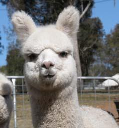 Regal House Alpacas
