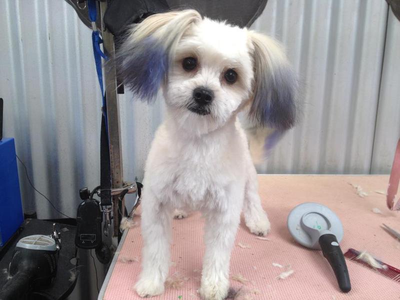 Lexie's Dog and Cat Grooming