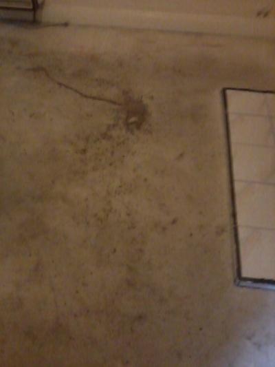 Revolution Cleaning