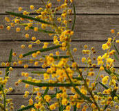Peninsula Plants Indigenous Nursery