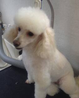 Glamour Pets Boutique