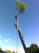 Green Leaf Tree Services