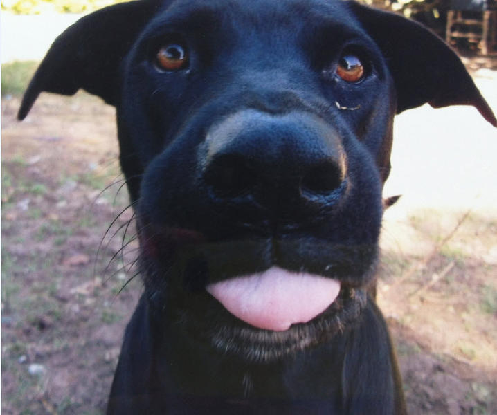 Andy Lea Dog Psychology Training