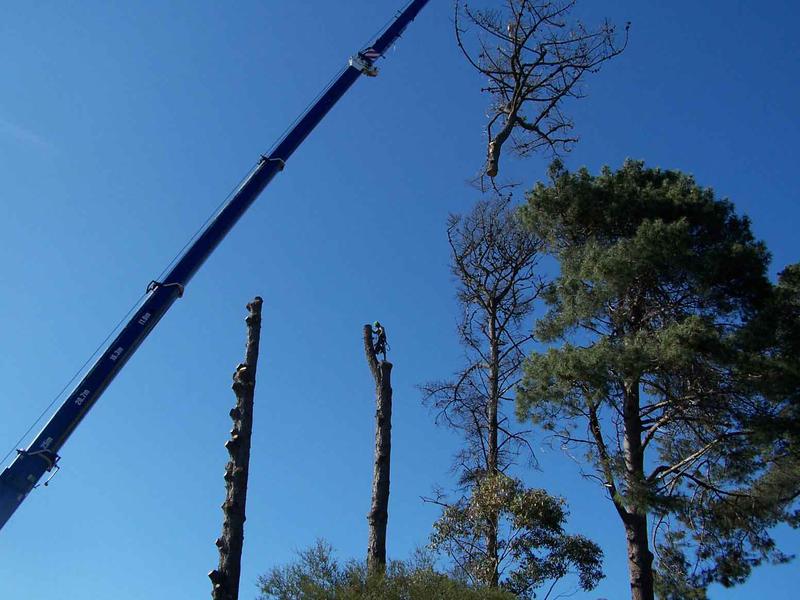 Heritage Tree Professionals