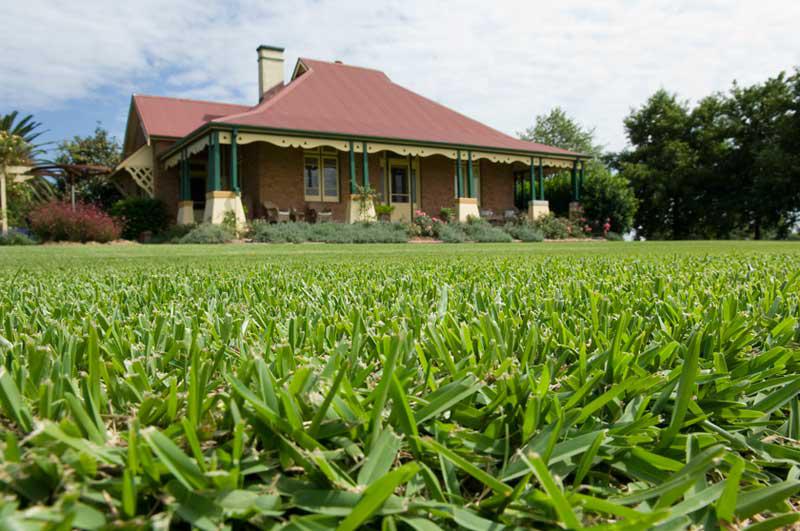 Turf & Seed
