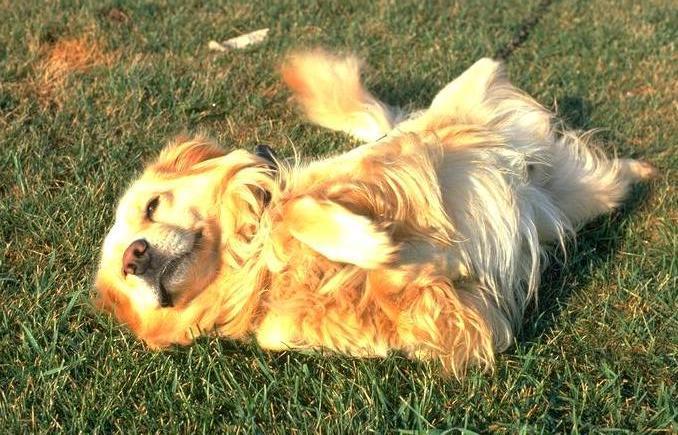 Happy Pets Homecare Services