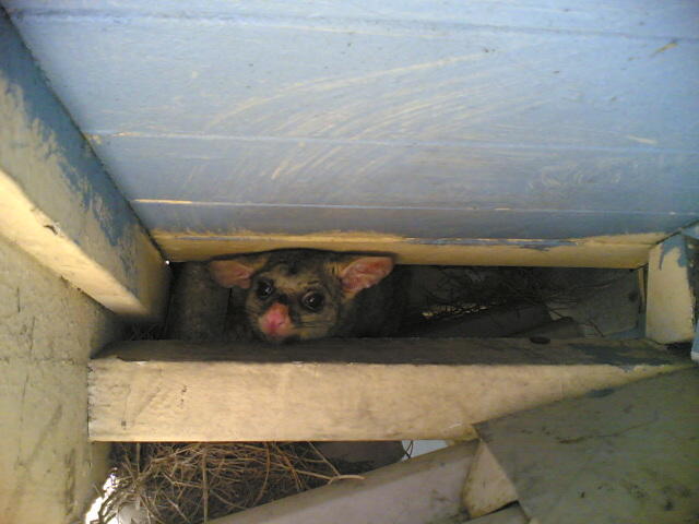 Mr Possum
