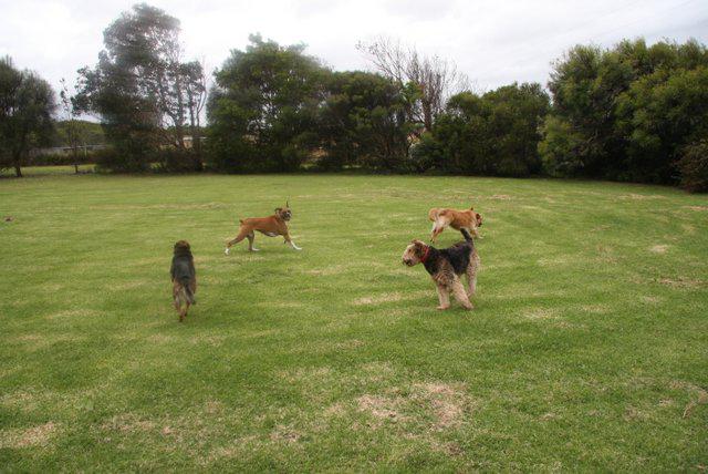 Portland Mutts 'n' Mogs