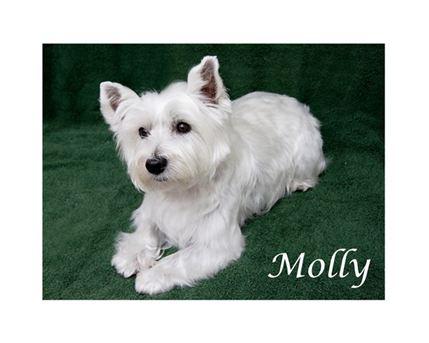 Dog Grooming by Rosslyn & Theresa