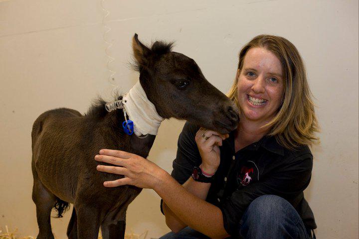 Exclusively Equine