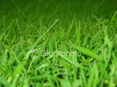 Joondalup Turf Farm