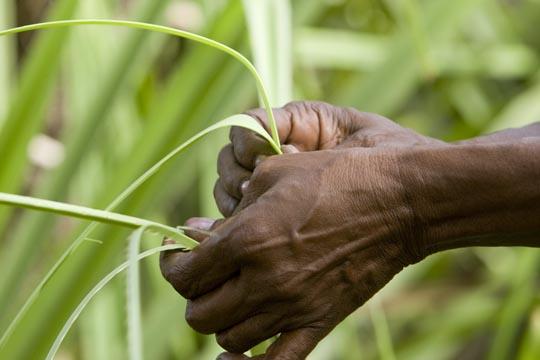 Aboriginal Bush Traders
