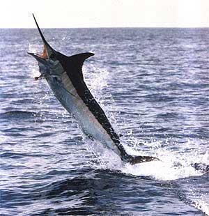 Honey Badger Charters