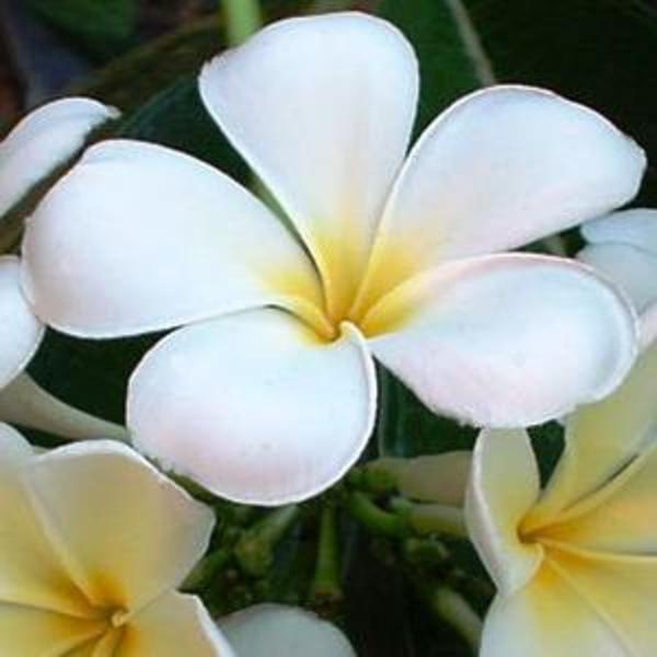 Frangipani Trees dotcom dotau