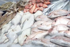 Bulleen Fish Supply logo