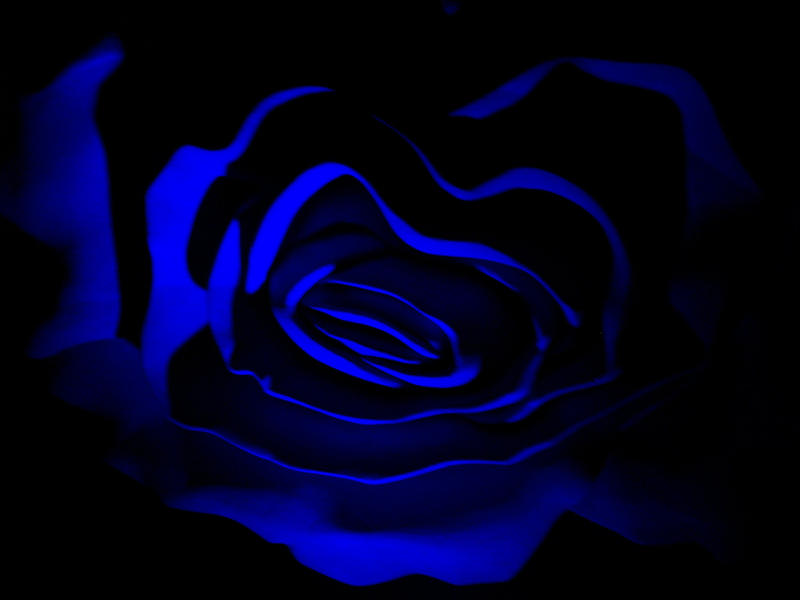 Blue Petal Exquisite Floristry logo
